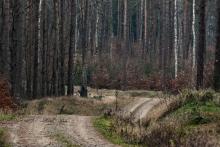 Regulamin korzystania z dróg leśnych